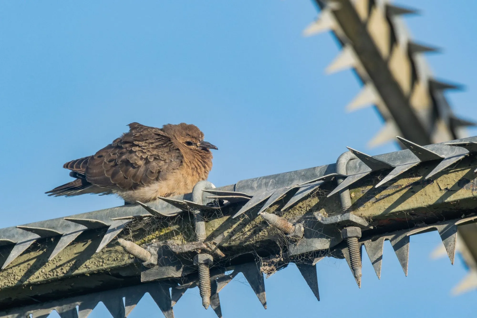 A single dove sitting on a rail fitted with metal anti-roosting spikes against blue sky
