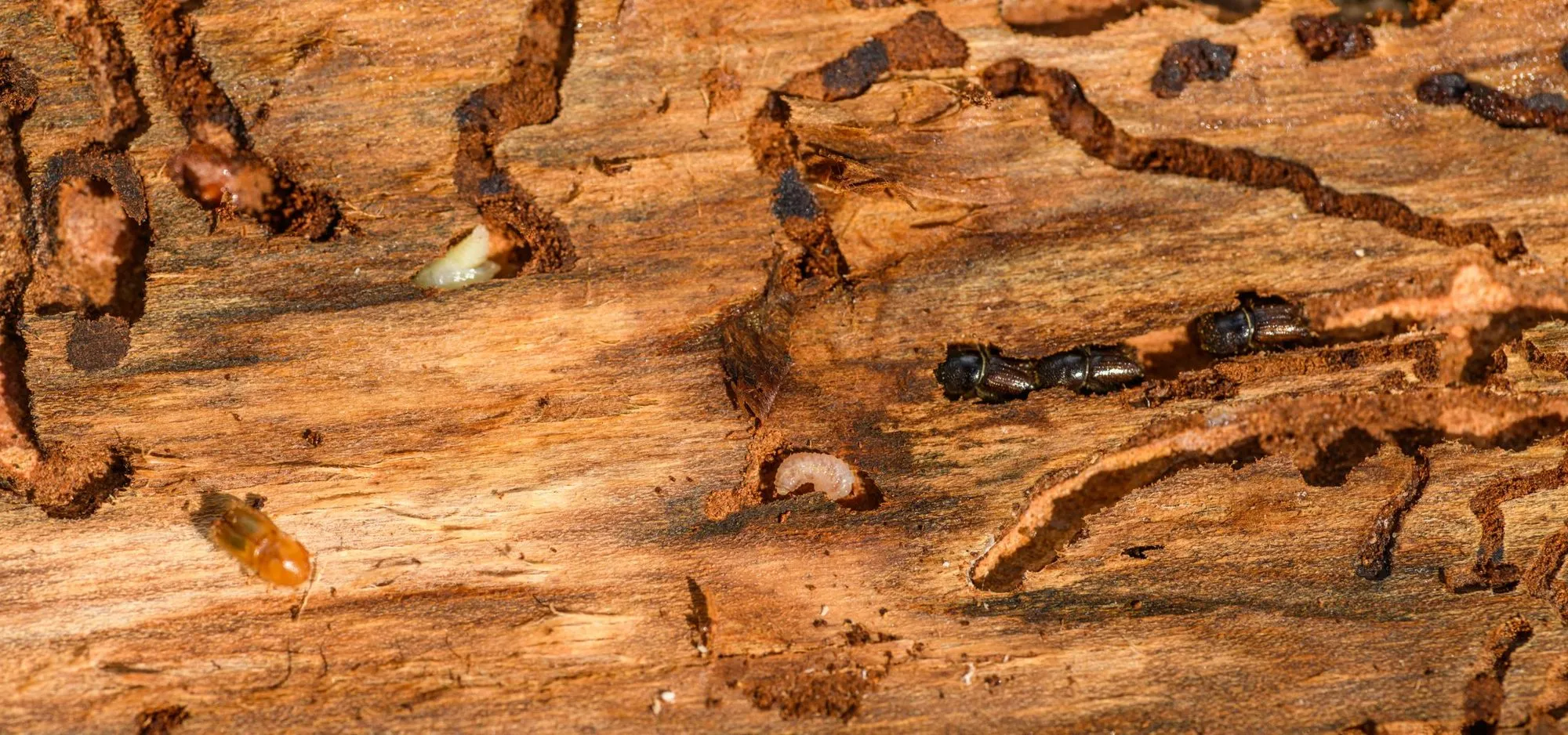 Close view of timber riddled with tunnels and bore holes from wood-boring insects