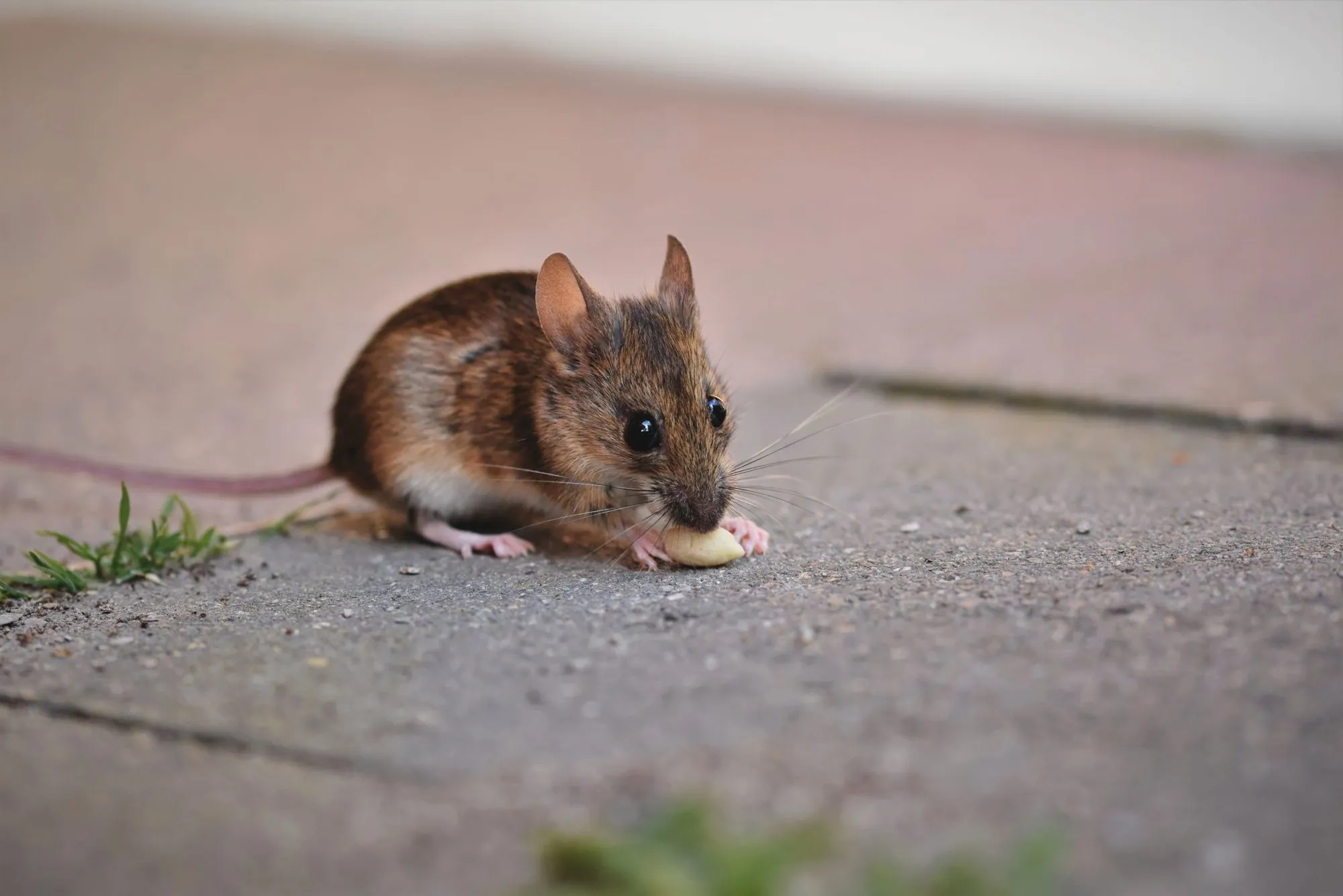 A brown rat standing on a pale paved path, seen side on