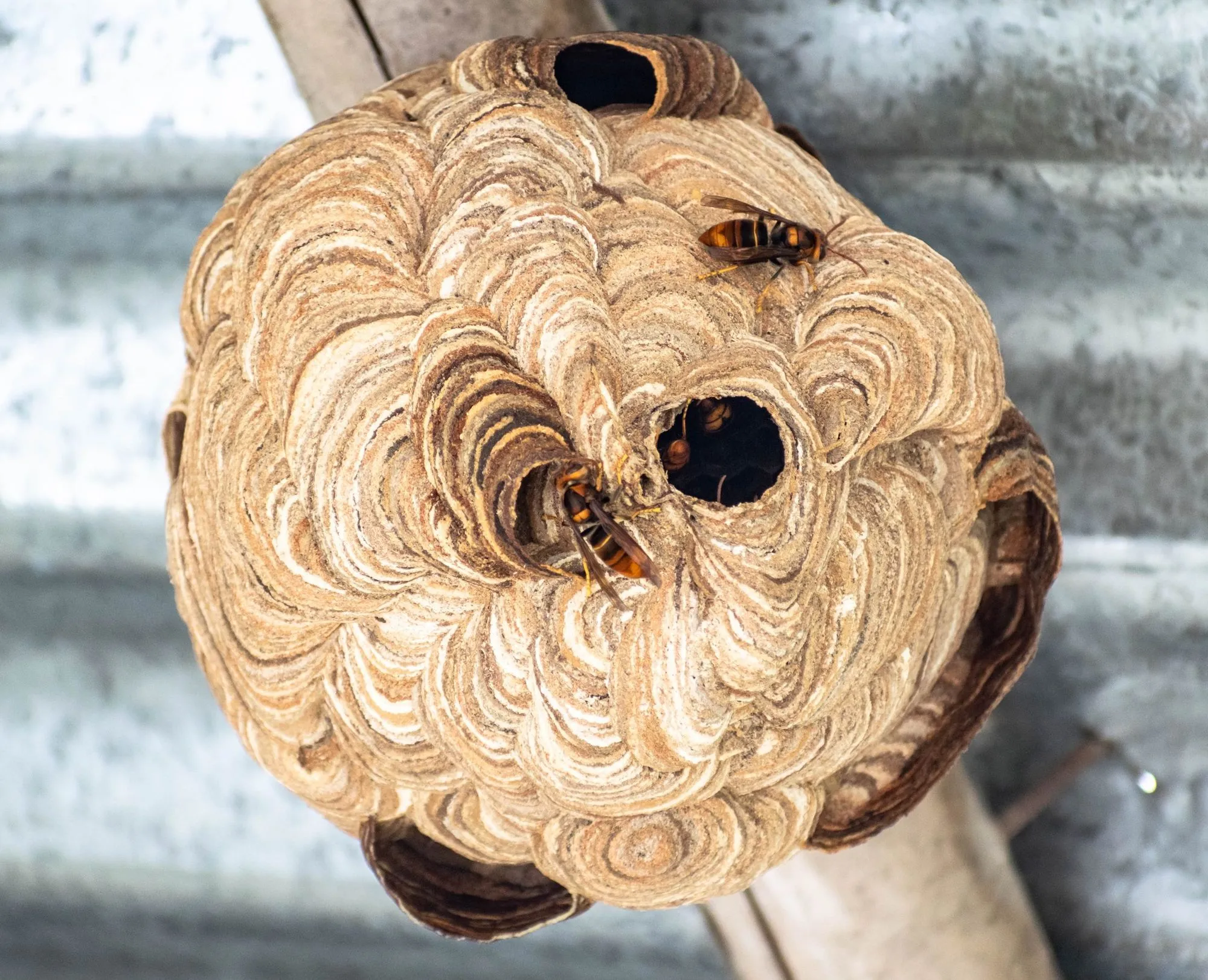 Close view of a round papery wasp nest hanging from a beam under a corrugated roof