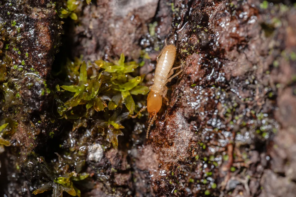 Macro of a stinging insect on bark.